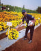 Yellow (307) F1 Hybrid Marigold (Sakata Seeds) - Farmers Stop