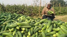 Nazia/नाज़िआ Cucumber (East West Seeds) - Farmers Stop