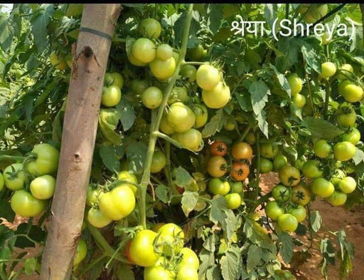 Shreya/श्रेया F1 hybrid Tomato seeds East-West - Farmers Stop