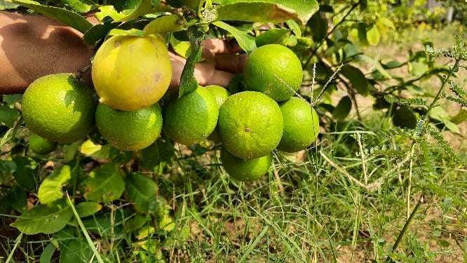Kagazi Seedless Lemon Plants - Farmers Stop