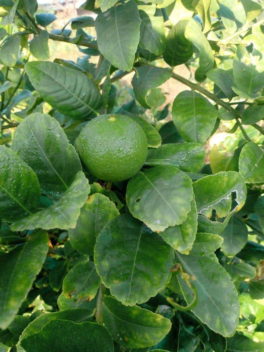 Kagazi Seedless Lemon Plants - Farmers Stop