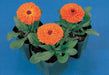 Calendula Calypso F1  Orange with Black Center/Clear Orange (Sakata) - Farmers Stop