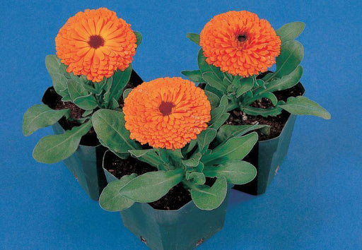 Calendula Calypso F1  Orange with Black Center/Clear Orange (Sakata) - Farmers Stop