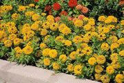 Calendula Calypso F1 Yellow with Black Center (Sakata) - Farmers Stop