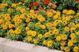 Calendula Calypso F1  Yellow with Black Center (Sakata) - Farmers Stop