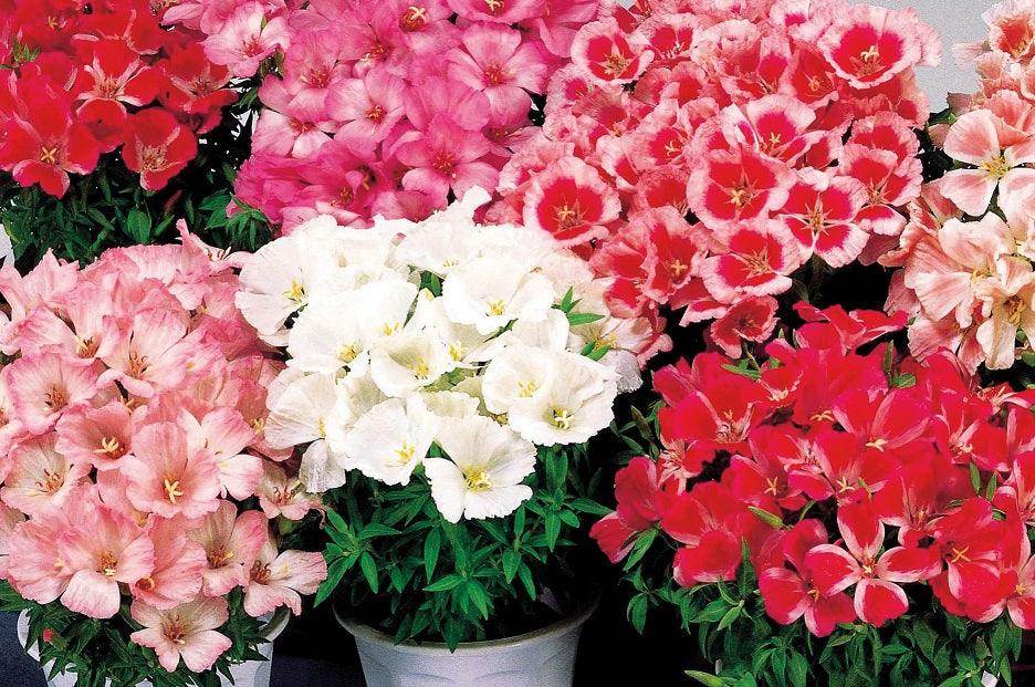 Godetia F1 Dwarf Satin Mix (Sakata) - Farmers Stop