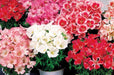 Godetia F1 Dwarf Satin Mix (Sakata) - Farmers Stop