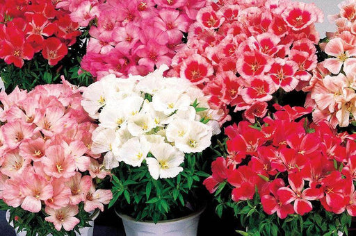 Godetia F1 Dwarf Satin Mix (Sakata) - Farmers Stop