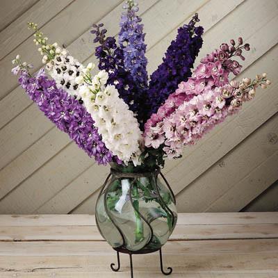 Delphinium hybrida Magic Fountains F1 Mix (Benary, Germany) - Farmers Stop