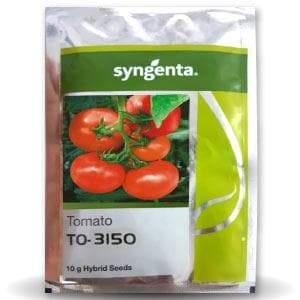 TO-3150 F1Hybrid Tomato (Syngenta) - Farmers Stop