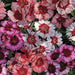 Dianthus Super Parfait™/Elation Mix (Goldsmith/SFlowers) - Farmers Stop