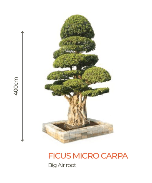 Big Bonsai Ficus Micro Carpa Plants - Farmers Stop - Farmers Stop