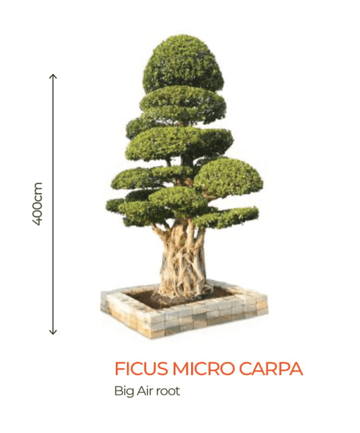 Big Bonsai Ficus Micro Carpa Plants - Farmers Stop - Farmers Stop