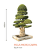 Big Bonsai Ficus Micro Carpa Plants - Farmers Stop - Farmers Stop