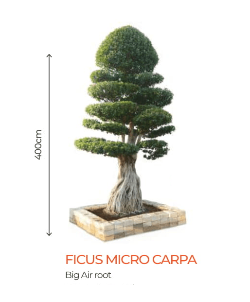 Big Bonsai Ficus Micro Carpa Plants - Farmers Stop - Farmers Stop