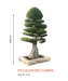 Big Bonsai Ficus Micro Carpa Plants - Farmers Stop - Farmers Stop