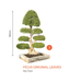 Big Bonsai Ficus Original Leaves Plants - Farmers Stop - Farmers Stop