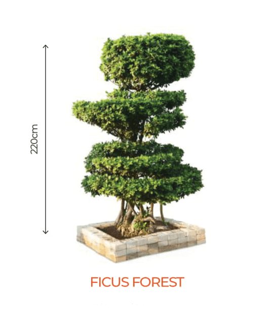 Big Bonsai Ficus Forest Plants - Farmers Stop - Farmers Stop
