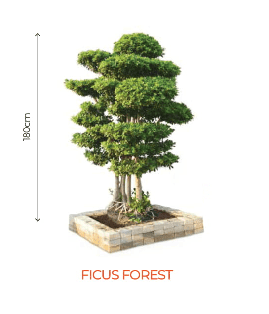 Big Bonsai Ficus Forest Plants - Farmers Stop - Farmers Stop