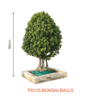 Big Bonsai Ficus Bonsai Balls Plants - Farmers Stop - Farmers Stop