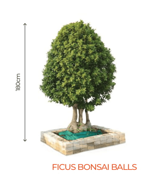 Big Bonsai Ficus Bonsai Balls Plants - Farmers Stop - Farmers Stop