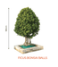 Big Bonsai Ficus Bonsai Balls Plants - Farmers Stop - Farmers Stop