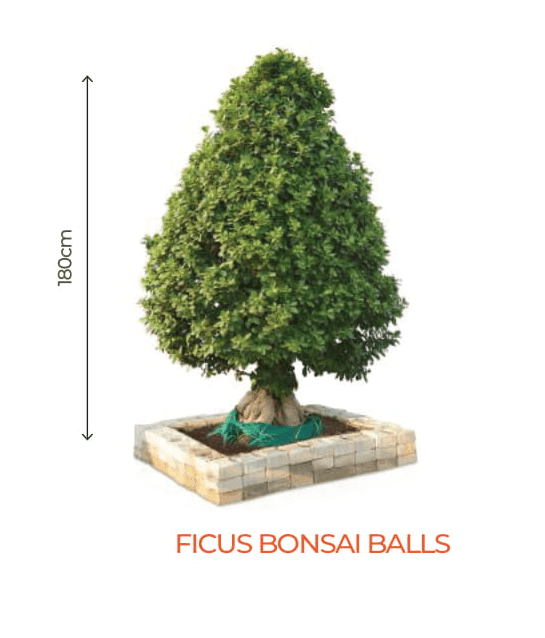 Big Bonsai Ficus Bonsai Balls Plants - Farmers Stop - Farmers Stop