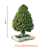 Big Bonsai Ficus Bonsai Balls Plants - Farmers Stop - Farmers Stop