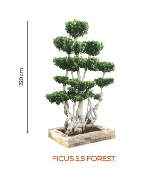 Big Bonsai Ficus 5.5 Forest Plants - Farmers Stop - Farmers Stop