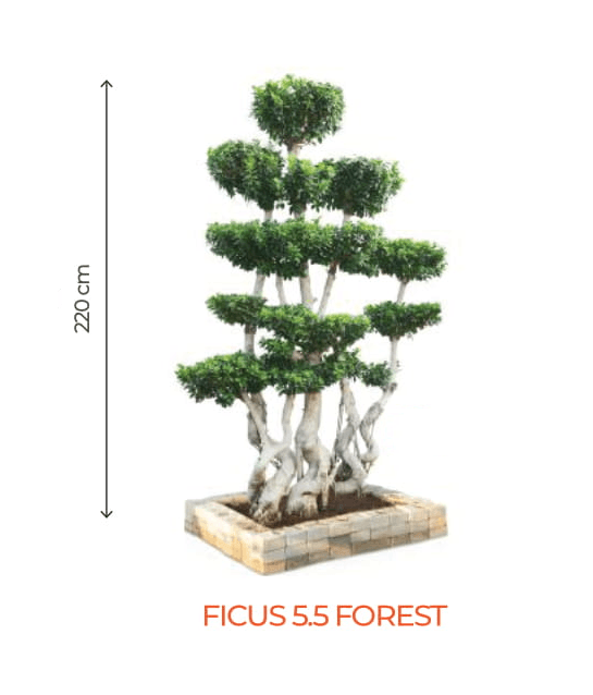 Big Bonsai Ficus 5.5 Forest Plants - Farmers Stop - Farmers Stop