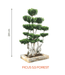Big Bonsai Ficus 5.5 Forest Plants - Farmers Stop - Farmers Stop