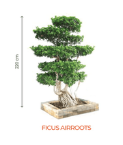 Big Bonsai Ficus Air Roots Plant - Farmers Stop - Farmers Stop