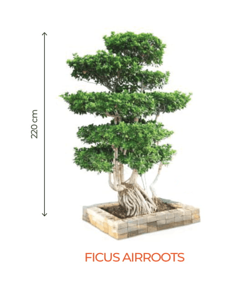 Big Bonsai Ficus Air Roots Plant - Farmers Stop - Farmers Stop