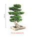 Big Bonsai Ficus Air Roots Plant - Farmers Stop - Farmers Stop