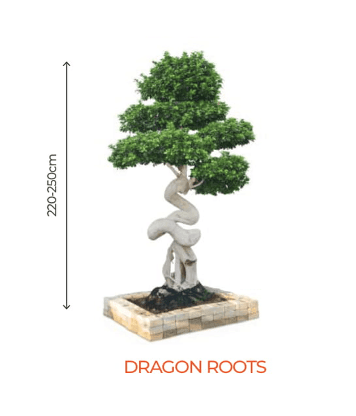 Big Bonsai Ficus Dragon Roots Plant - Farmers Stop - Farmers Stop