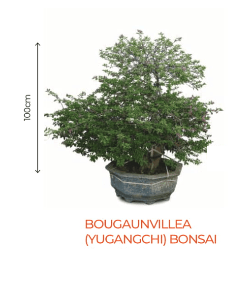 Big Bonsai Bougaunvillea (Yugangchi) Plant - Farmers Stop - Farmers Stop