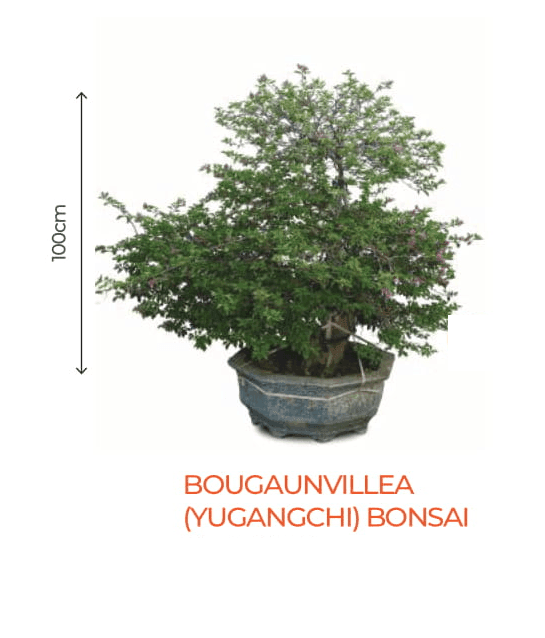 Big Bonsai Bougaunvillea (Yugangchi) Plant - Farmers Stop - Farmers Stop