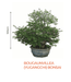 Big Bonsai Bougaunvillea (Yugangchi) Plant - Farmers Stop - Farmers Stop