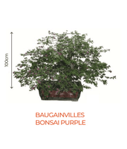 Big Bonsai Bougaunvillea Bonsai Purple Plant - Farmers Stop - Farmers Stop