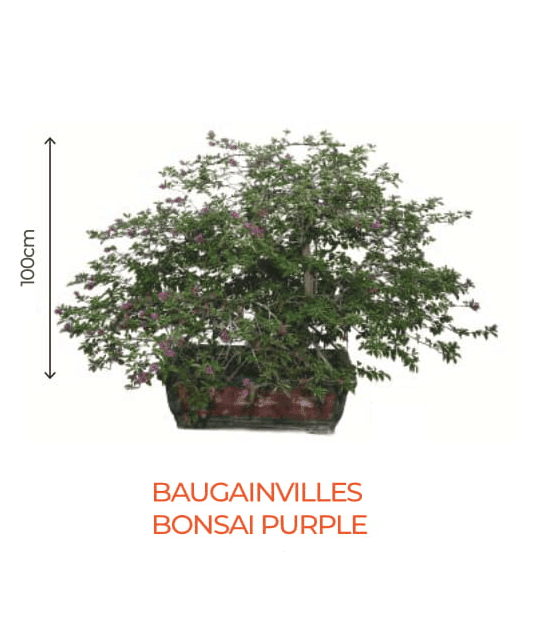 Big Bonsai Bougaunvillea Bonsai Purple Plant - Farmers Stop - Farmers Stop