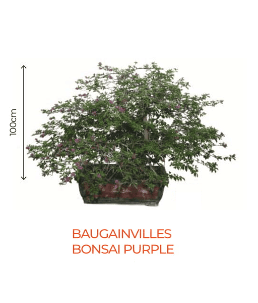 Big Bonsai Bougaunvillea Bonsai Purple Plant - Farmers Stop - Farmers Stop
