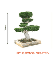 Big Bonsai Ficus Grafted Plant - Farmers Stop - Farmers Stop