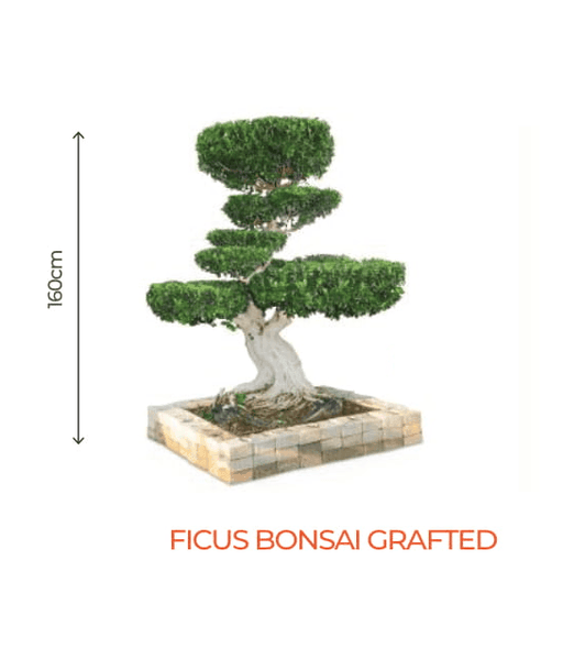 Big Bonsai Ficus Grafted Plant - Farmers Stop - Farmers Stop