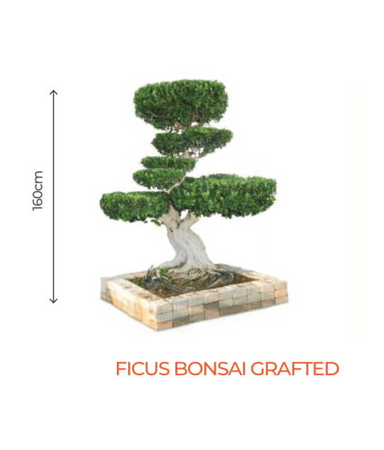 Big Bonsai Ficus Grafted Plant - Farmers Stop - Farmers Stop