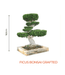 Big Bonsai Ficus Grafted Plant - Farmers Stop - Farmers Stop