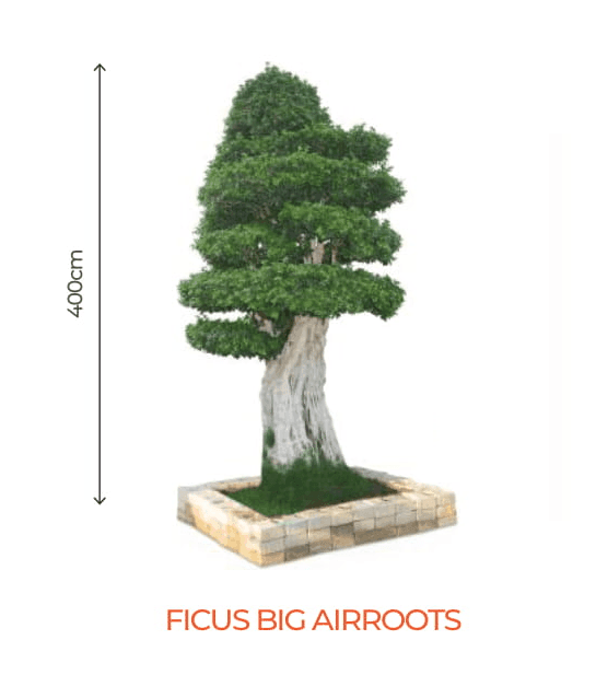 Big Bonsai Ficus Big Air-Roots Plant - Farmers Stop - Farmers Stop