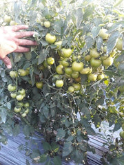 Hard Rock F1 Hybrid Tomato (Syngenta) - Farmers Stop