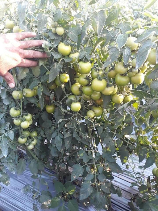 Hard Rock F1 Hybrid Tomato (Syngenta) - Farmers Stop