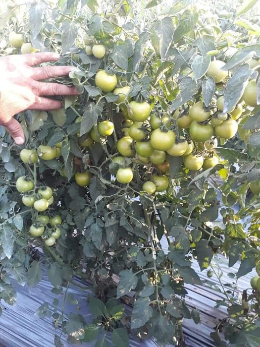 Hard Rock F1 Hybrid Tomato (Syngenta) - Farmers Stop