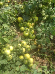 Hard Rock F1 Hybrid Tomato (Syngenta) - Farmers Stop